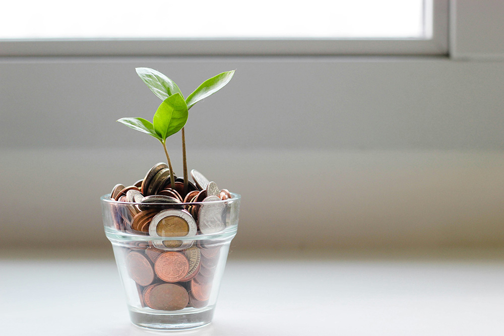 money plant